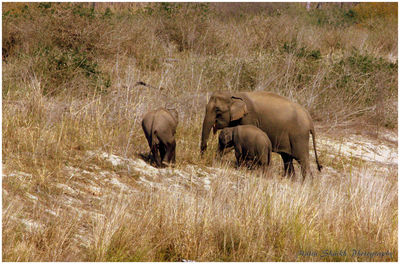 Elephants on landscape