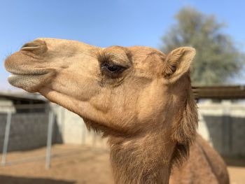 Close-up of a camel against the sky