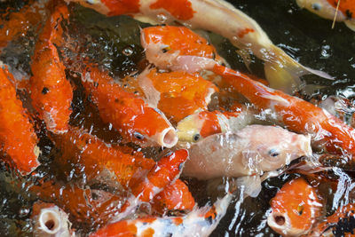 Close-up of koi carps swimming in lake