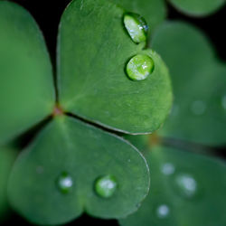 Close-up of water drops on leaves