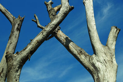 Low angle view of bare tree against blue sky