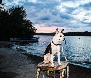 View of a dog on the beach