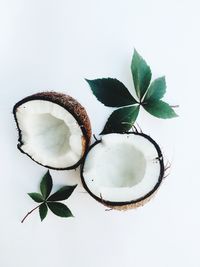 Close-up of leaves against white background