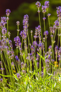 Close-up of purple flowering plants on field