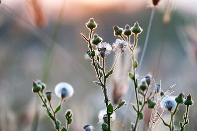 Close-up of flowering plant