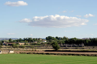 Scenic view of agricultural field against sky