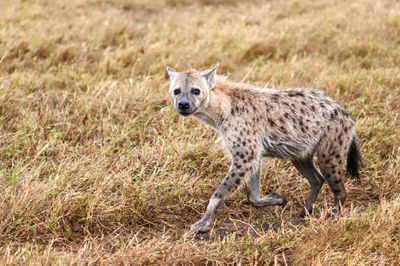 Portrait of an animal on grass