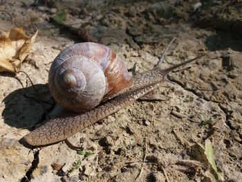 High angle view of snail on land