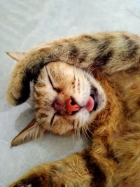 Close-up of cat sleeping