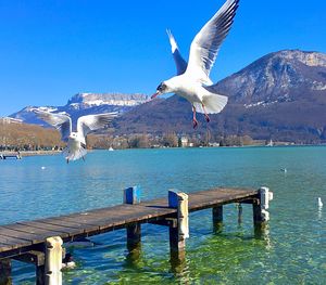 Seagulls flying over sea against blue sky