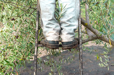 Worker picking olives, details of legs with security boots on a ladder