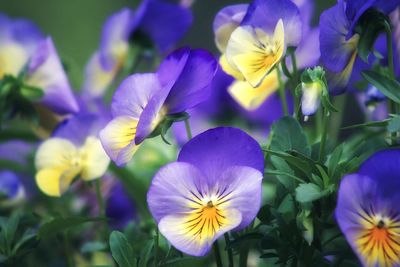 Close-up of purple flowering plants