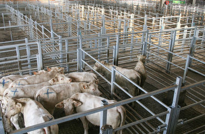 High angle view of cows in pen