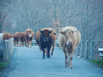 Horses walking in the road