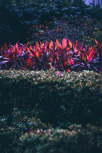 Close-up of red flowering plant