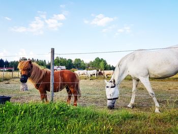 Horses standing in ranch against sky