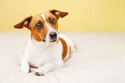 Cute jack russell dog lying on bed.