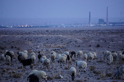 View of sheep on field against sky iranian nomadic culture