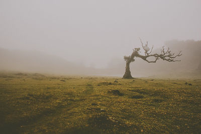 Tree on field against sky