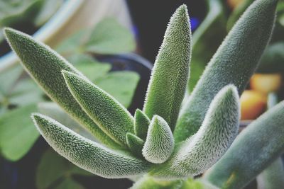 Close-up of succulent plant