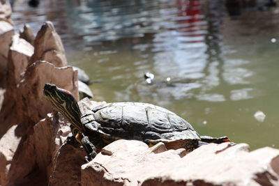 Close-up of a turtle on rock in lake