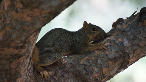 Close-up of lizard on tree against sky