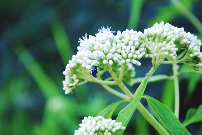 Close-up of insect on white flowering plant