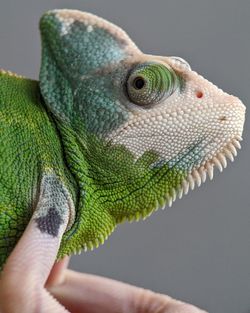 Close-up of a hand holding lizard