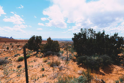Trees on field against sky