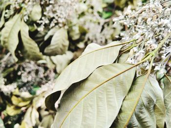 Close-up of plant in autumn leaves