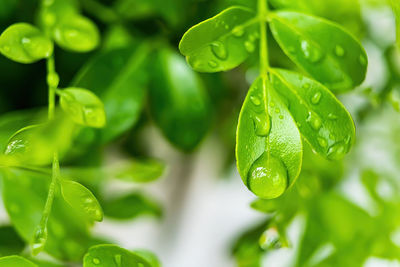 Close-up of wet plant leaves