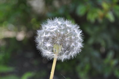 Close-up of dandelion flower