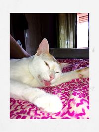 Close-up of cat relaxing at home