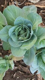 High angle view of succulent plant on field