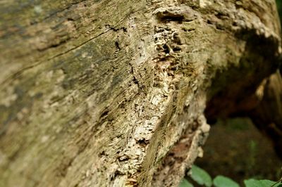Close-up of tree trunk