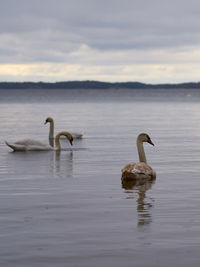 White swan family on the baltic sea coast in finland