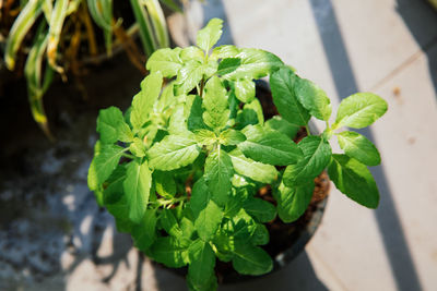 Holy basil leaves on the tree