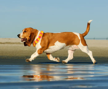 Side view of dog looking at beach