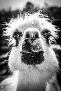 Close-up of an animal
