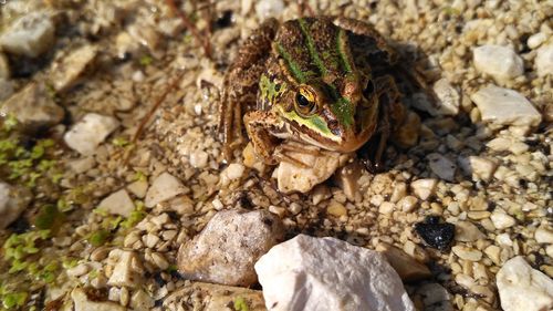 Close-up of frog on rock