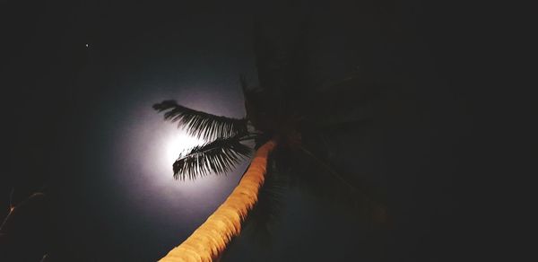Low angle view of silhouette palm trees against sky at night