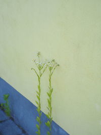 High angle view of spider on plant