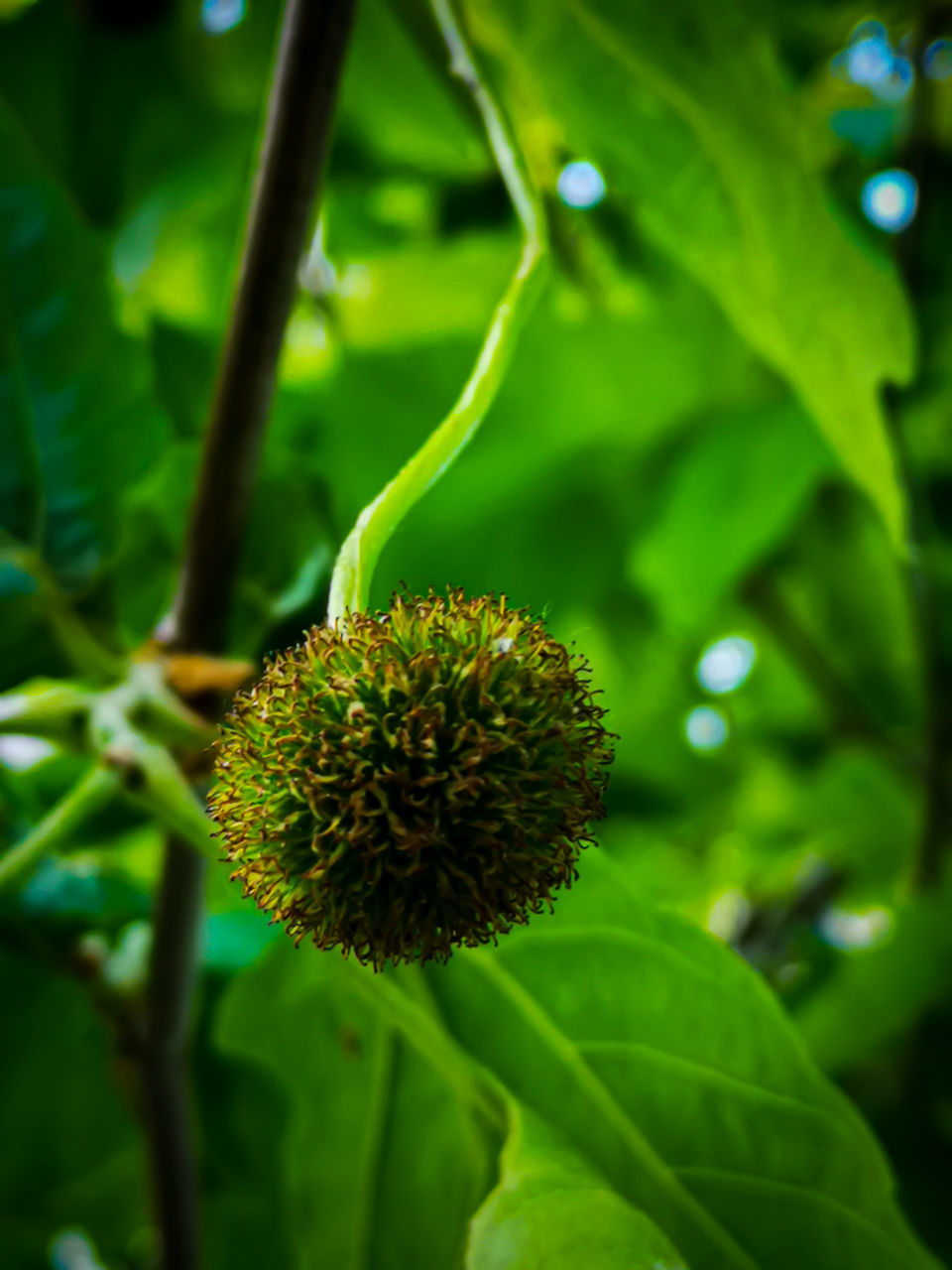 CLOSE-UP OF FLOWER PLANT