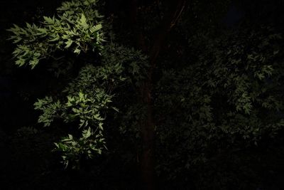 High angle view of trees at night