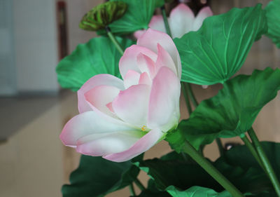 Close-up of pink flowering plant