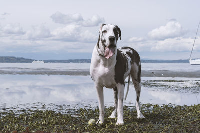 Happy great dane dog with his tennis ball on low tide beach with seaweed.