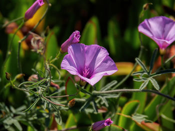 Close-up of pink flowering plant