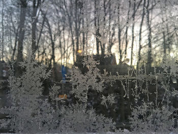 Trees in forest during winter