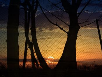 Silhouette trees during sunset