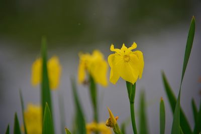 Close-up of yellow iris flowers